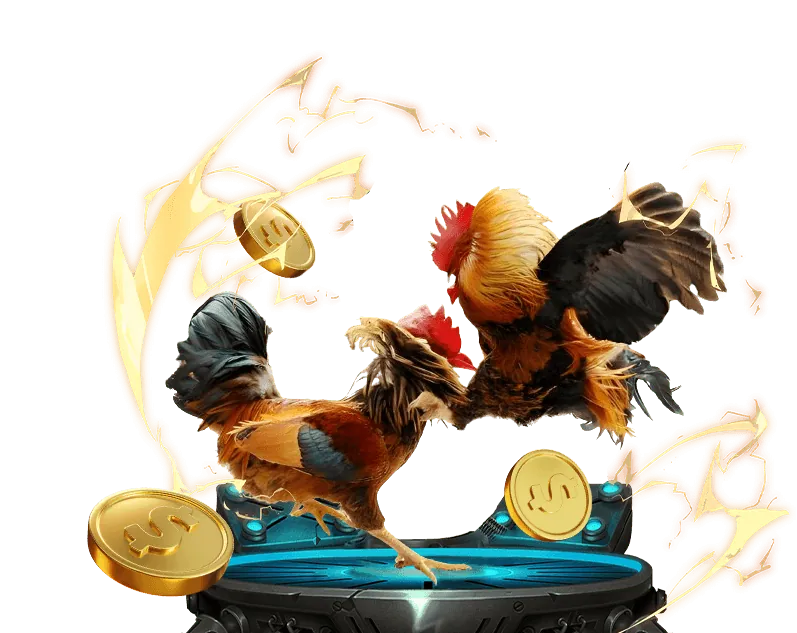 Người chơi đang phân tích thông tin gà chiến trên máy tính bảng